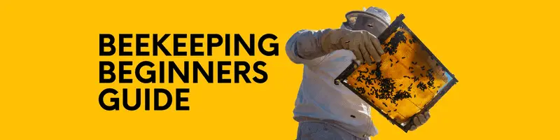 beekeeping beginners guide