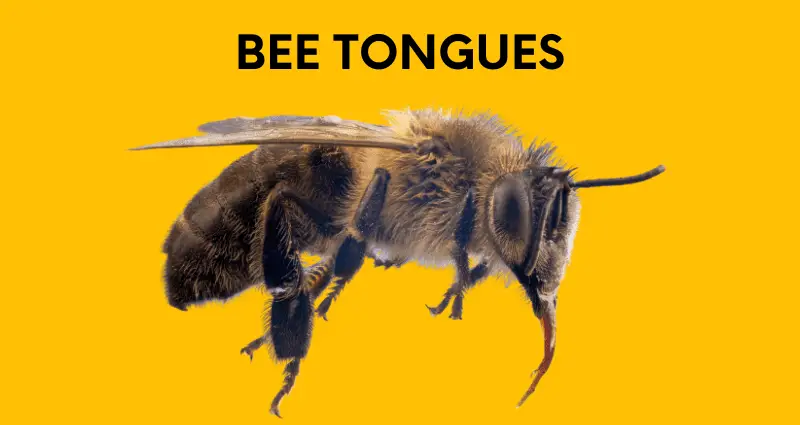bee tongues