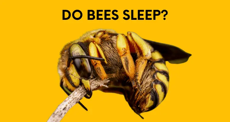 do bees sleep