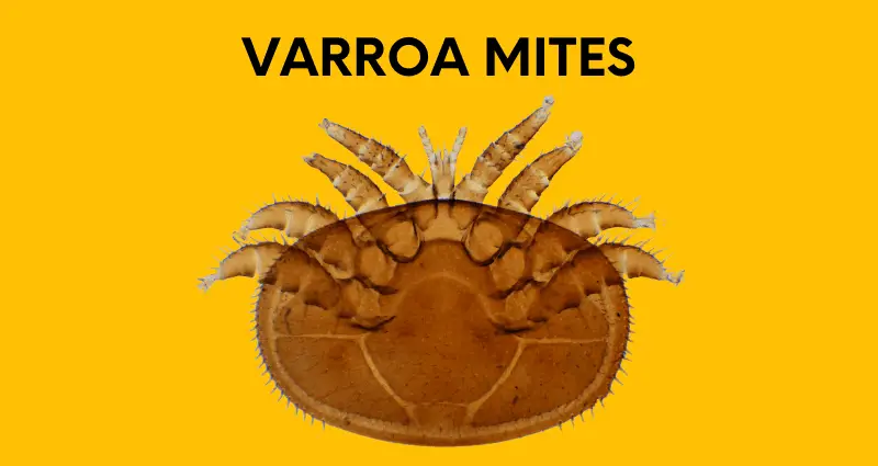 varroa mites