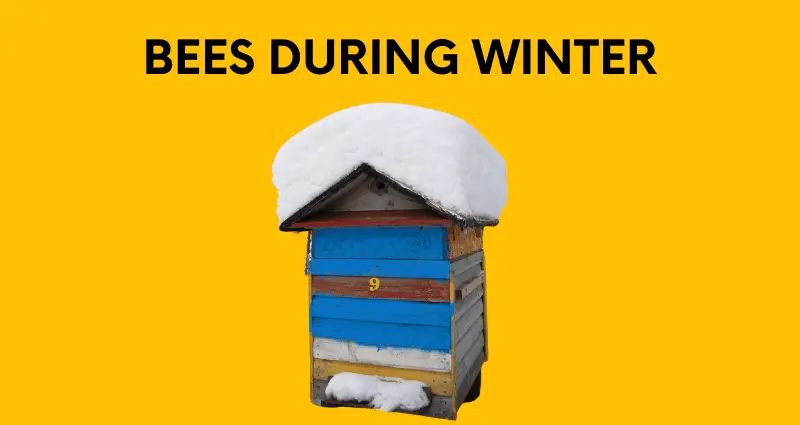 where do bees go in winter