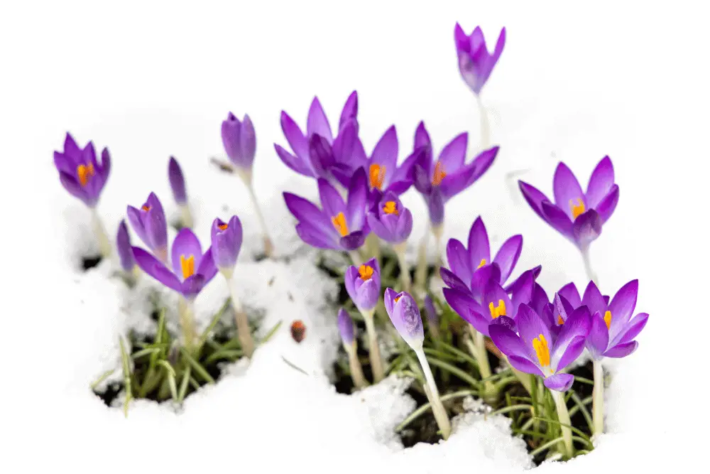 winter blooming flowers