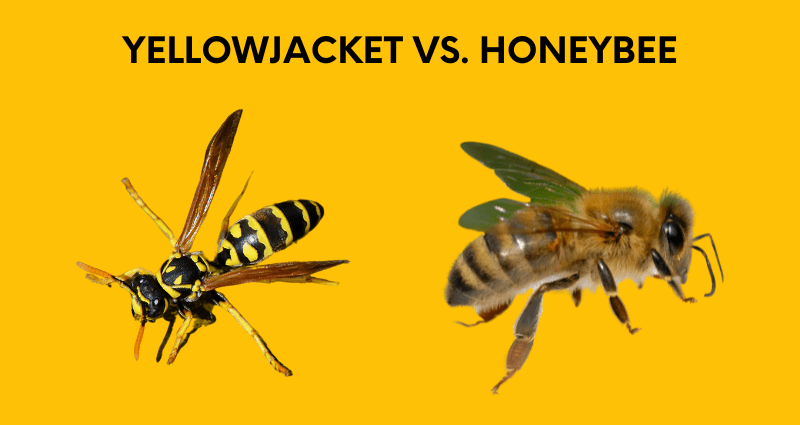 yellow jackets vs honey bees